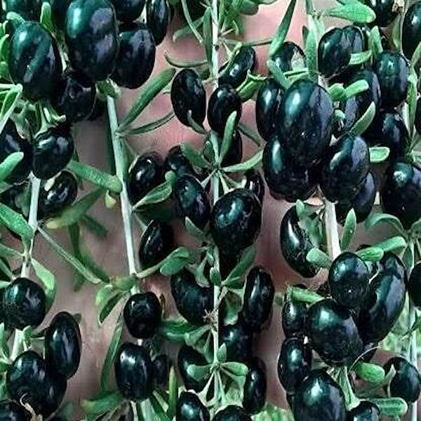 Berke Fidancılık Fidan