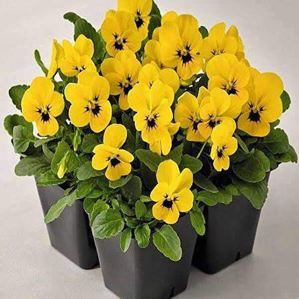 Berke Fidancılık Tohum