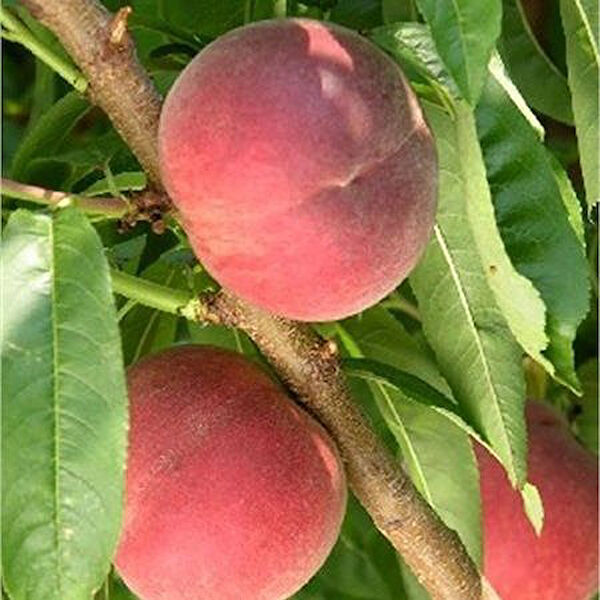 Berke Fidancılık Fidan