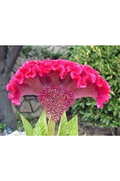 Serdar Çam Tohumculuk Tohum