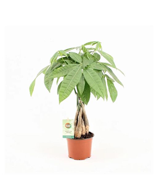 FİDE İç Mekan Bitkileri