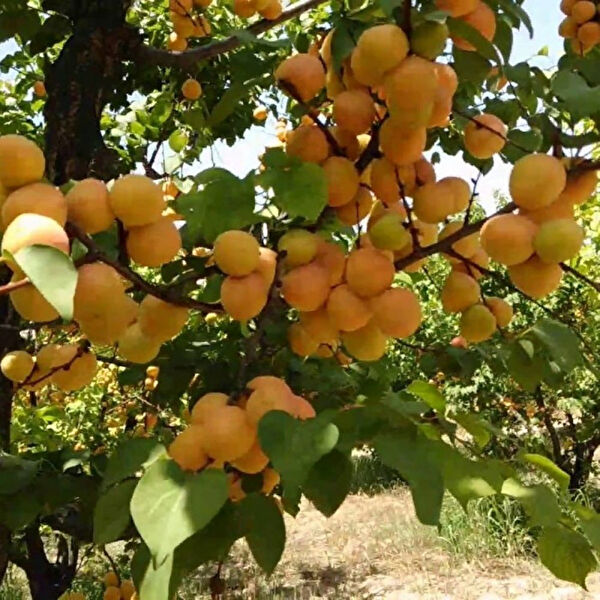 Berke Fidancılık Fidan