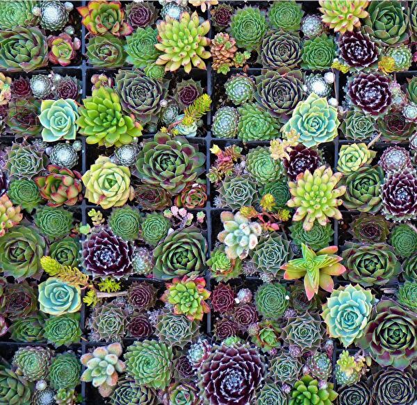 Tunç Botanik Sukulent