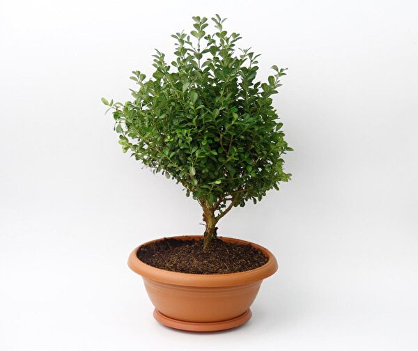 Tunç Botanik Bonsai