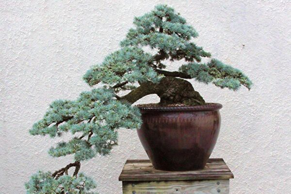 Tunç Botanik Bonsai