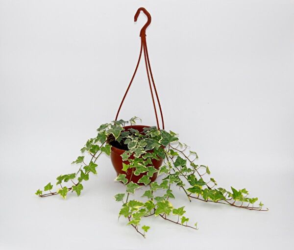 Tunç Botanik İç Mekan Bitkileri