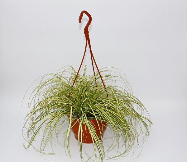 Tunç Botanik İç Mekan Bitkileri