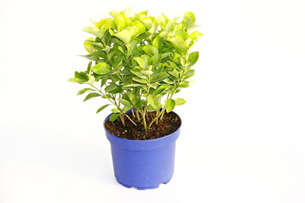 Tunç Botanik İç Mekan Bitkileri