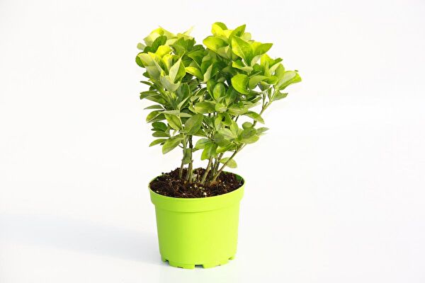 Tunç Botanik İç Mekan Bitkileri