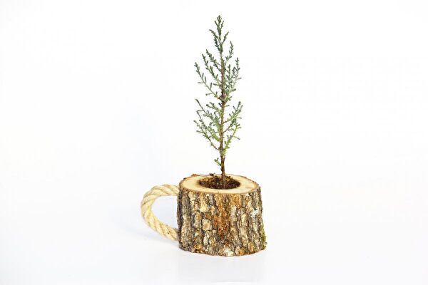 Tunç Botanik İç Mekan Bitkileri