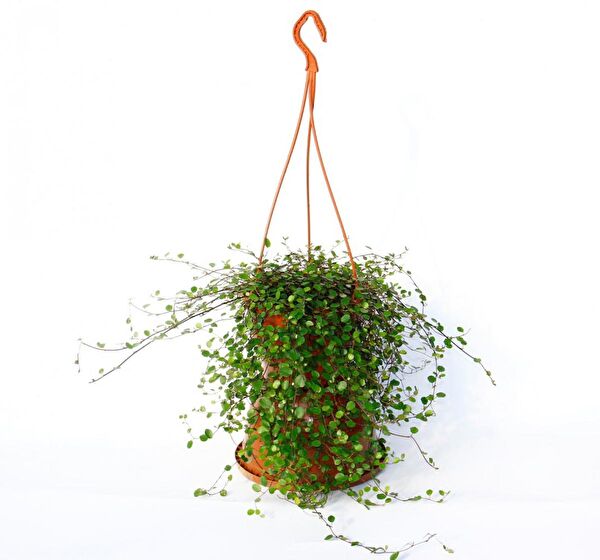 Tunç Botanik İç Mekan Bitkileri