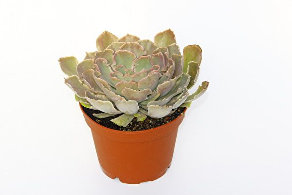 Tunç Botanik Sukulent
