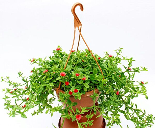 Tunç Botanik İç Mekan Bitkileri