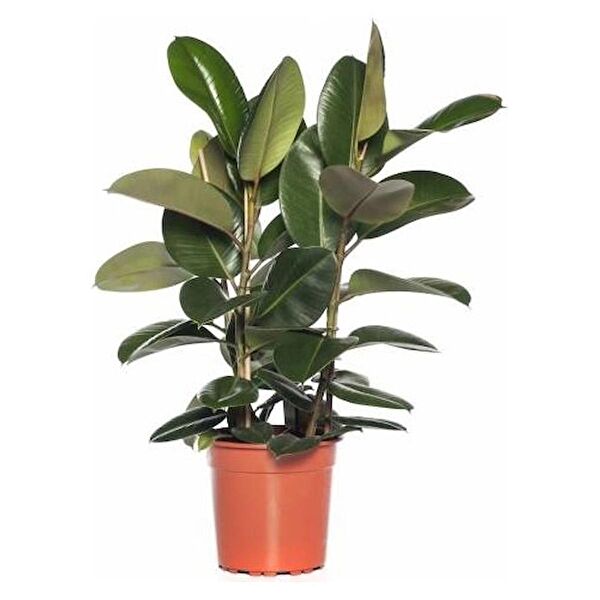 Tunç Botanik İç Mekan Bitkileri