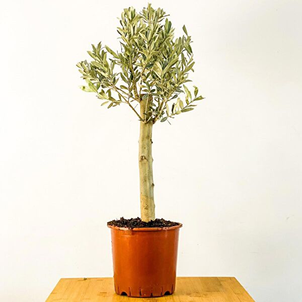 Tunç Botanik İç Mekan Bitkileri