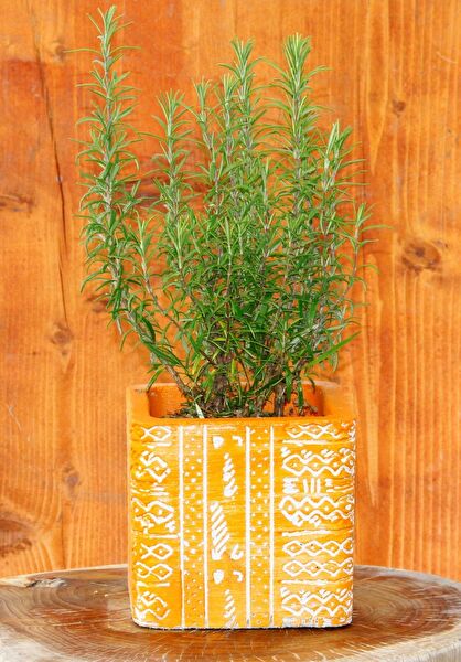 Tunç Botanik İç Mekan Bitkileri