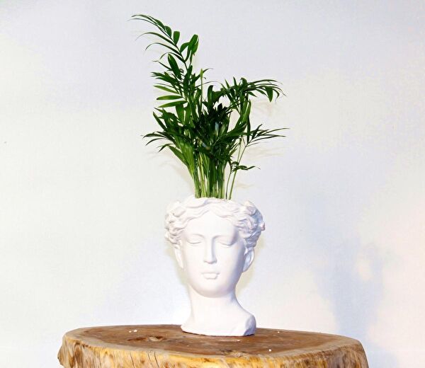 Tunç Botanik İç Mekan Bitkileri