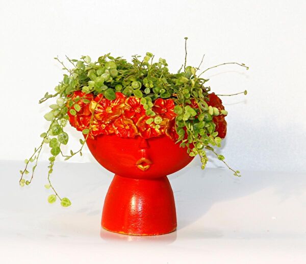 Tunç Botanik İç Mekan Bitkileri