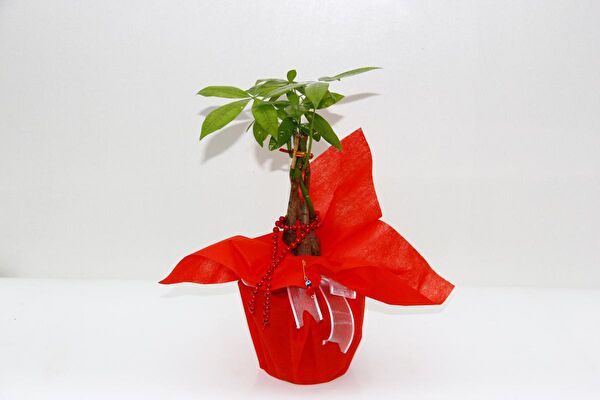 Tunç Botanik İç Mekan Bitkileri