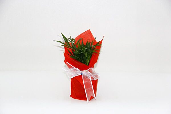 Tunç Botanik İç Mekan Bitkileri