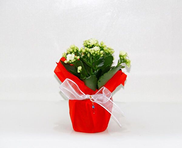 Tunç Botanik İç Mekan Bitkileri