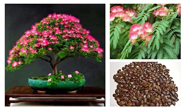 Tunç Botanik Bonsai