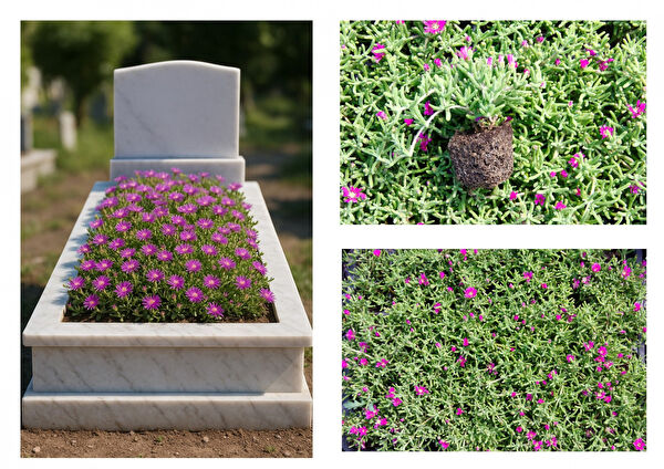 Tunç Botanik Bahçe Dekoratif Ürünleri