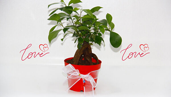 Tnc Garden Groups İç Mekan Bitkileri