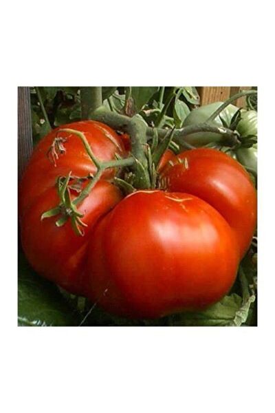 Köy Tohumları Tohum