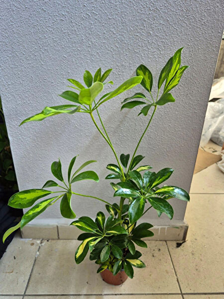 Çiçek İç Mekan Bitkileri