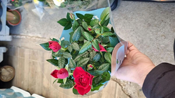 Çiçek İç Mekan Bitkileri