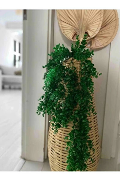 My Family Vazo, Saksı