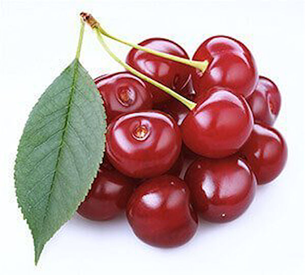 Berke Fidancılık Fidan