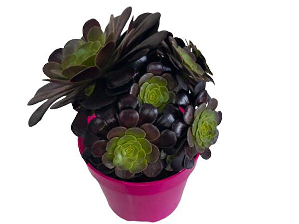 ArmenBotanik İç Mekan Bitkileri