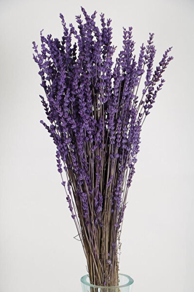 Mimoza Bitki Market Bahçe Dekoratif Ürünleri