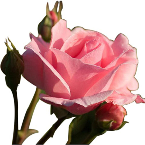 Mimoza Bitki Market İç Mekan Bitkileri