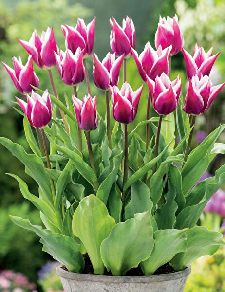 bahcevilya Yaka Mendili