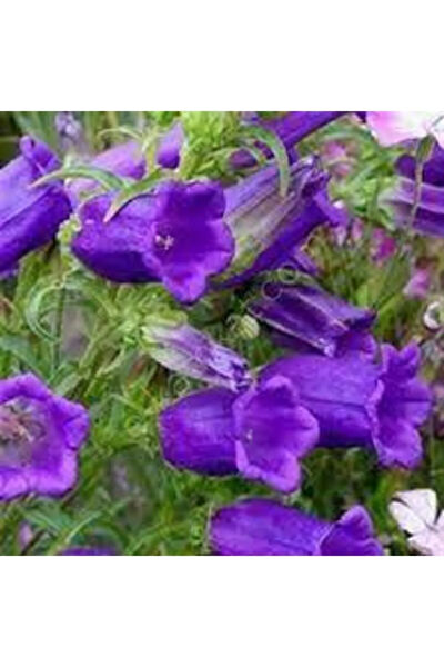 Serdar Çam Tohumculuk Tohum