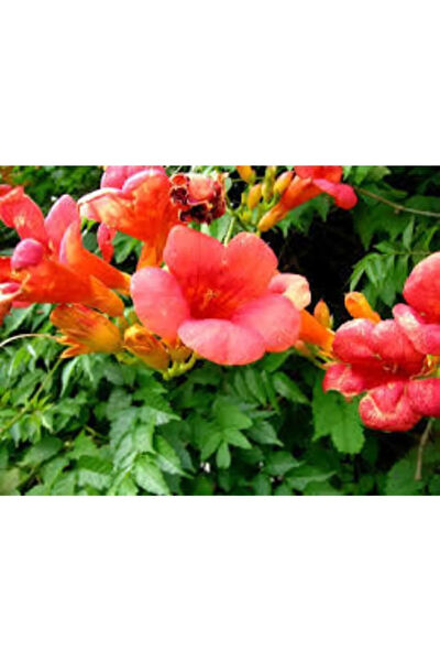 Serdar Çam Tohumculuk Tohum