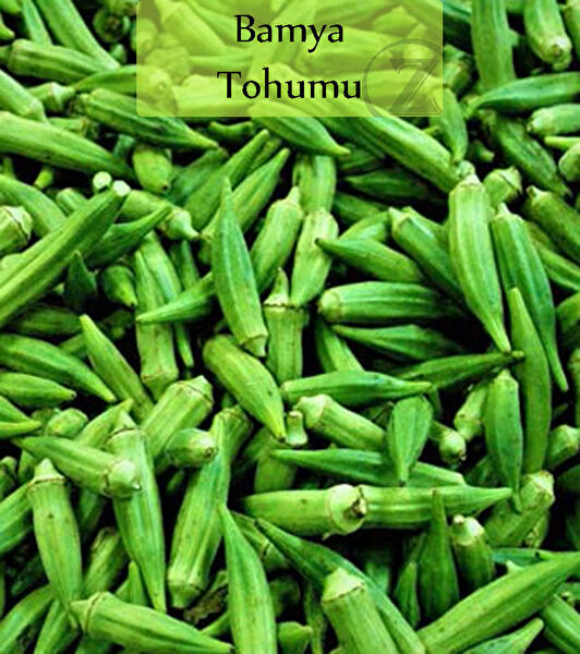 Zencefil Organik Tohum