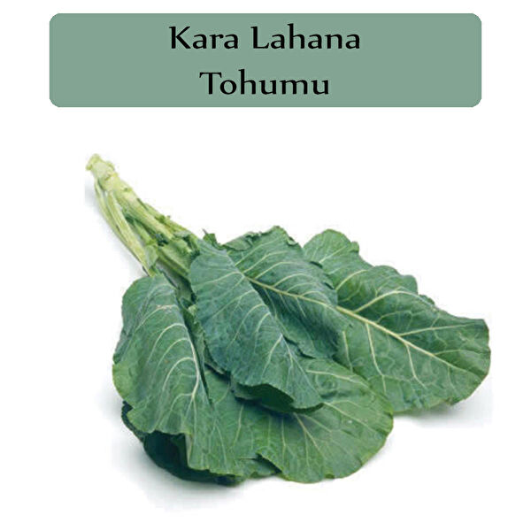 Zencefil Organik Tohum