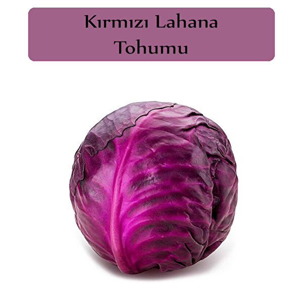 Zencefil Organik Tohum