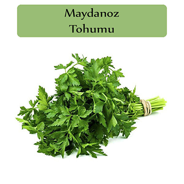 Zencefil Organik Tohum