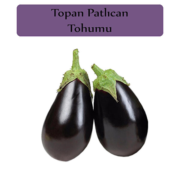 Zencefil Organik Tohum