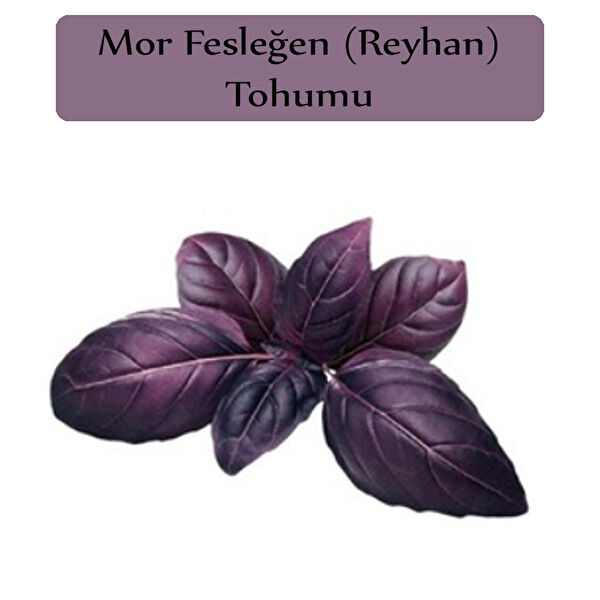 Zencefil Organik Tohum