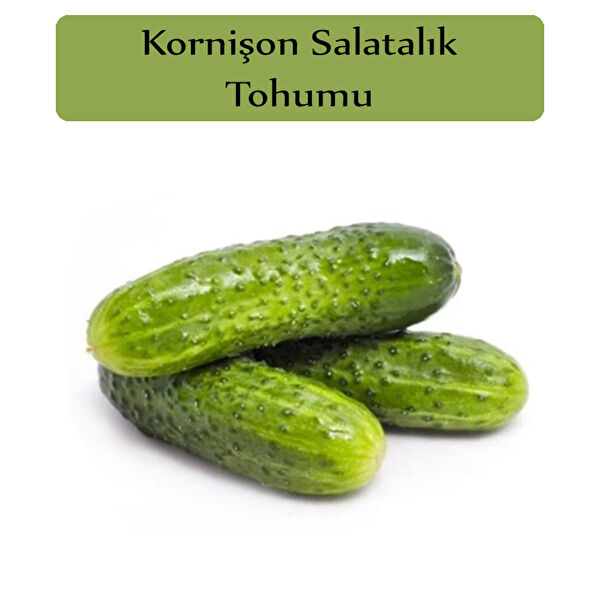 Zencefil Organik Tohum