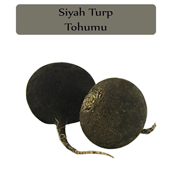 Zencefil Organik Tohum