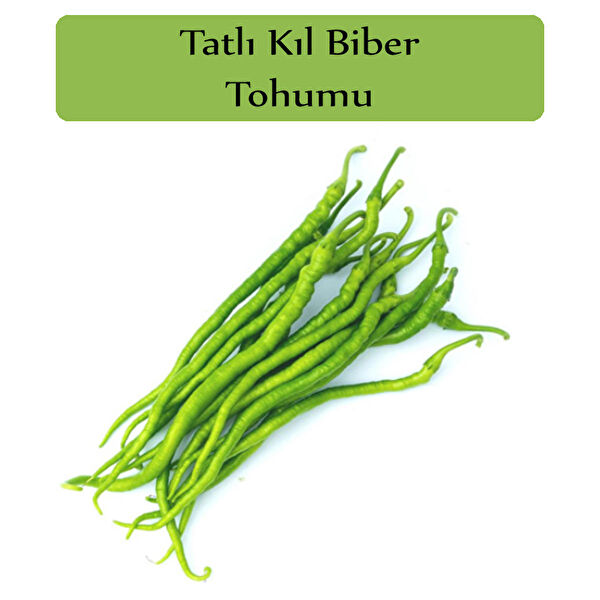 Zencefil Organik Tohum