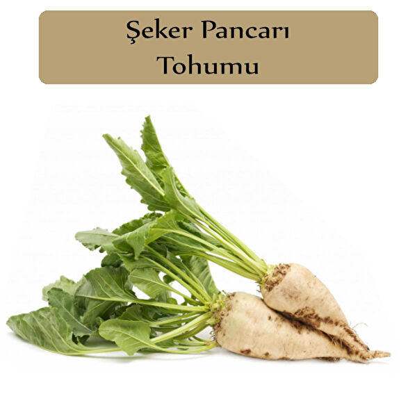 Zencefil Organik Tohum