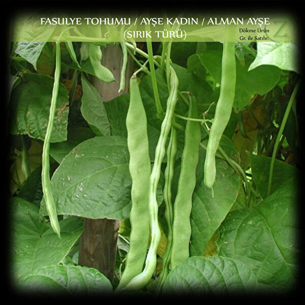 Zencefil Organik Tohum